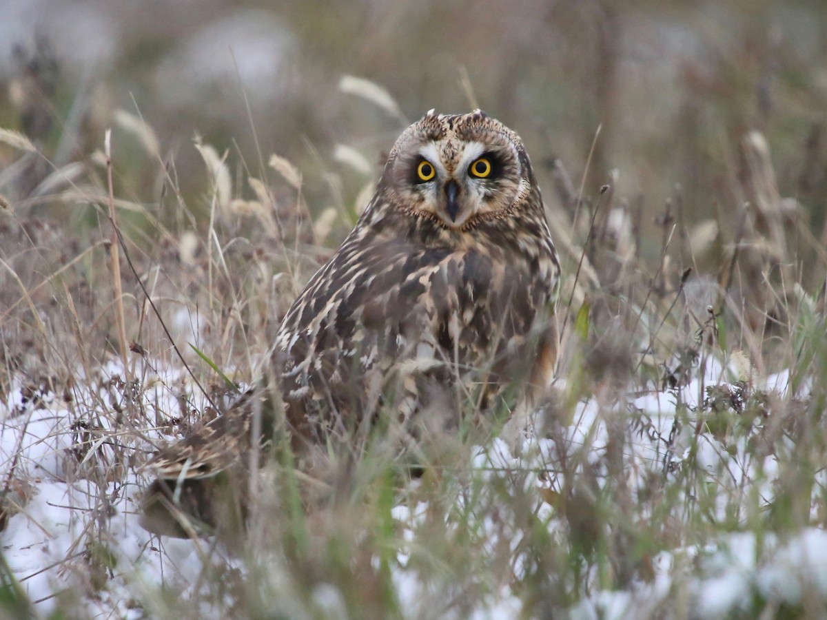 Zingira-hontza - ML646369320