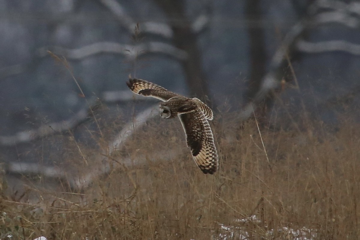 Zingira-hontza - ML646369321