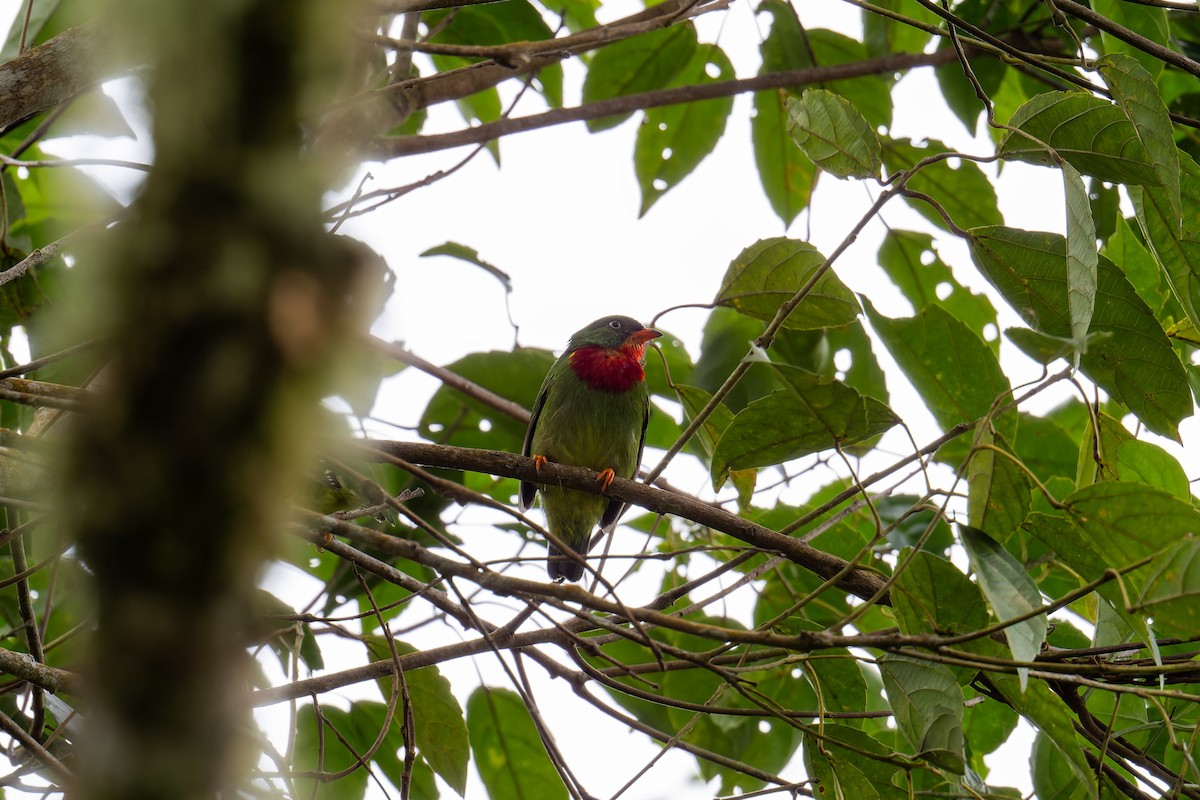 Fiery-throated Fruiteater - ML646369322