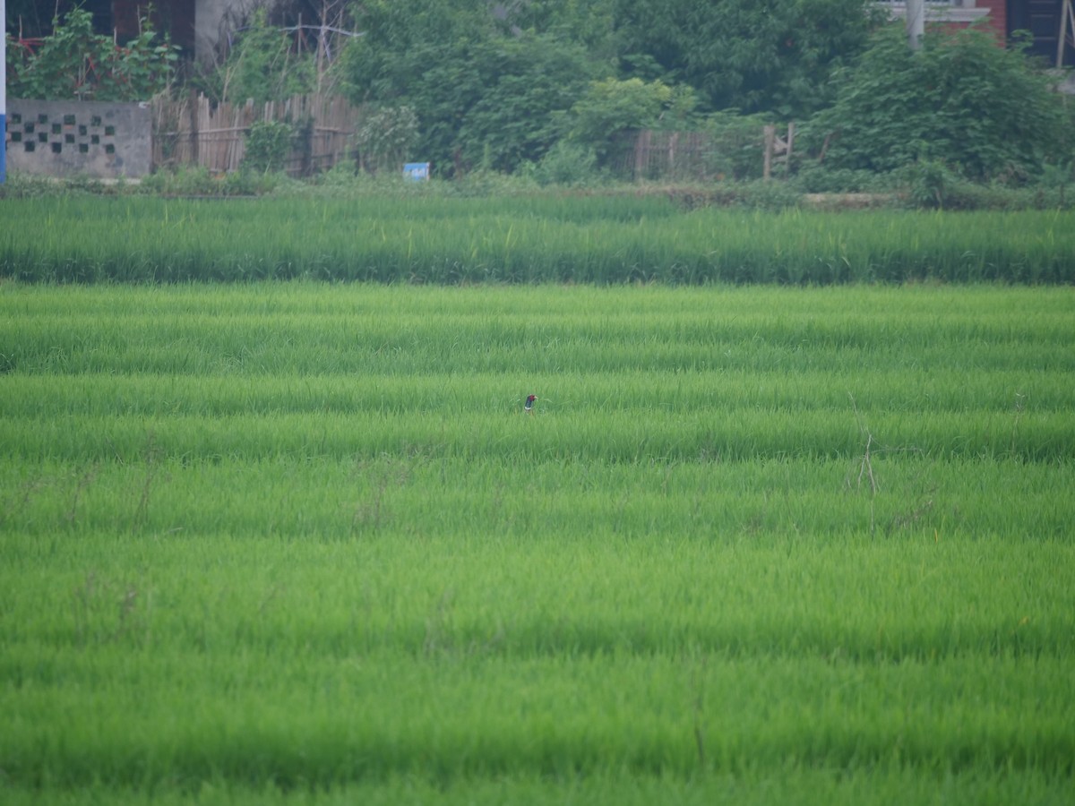 Ring-necked Pheasant - ML646369323