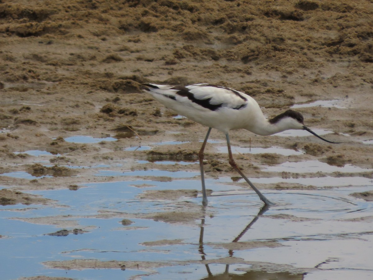 Pied Avocet - ML646369328