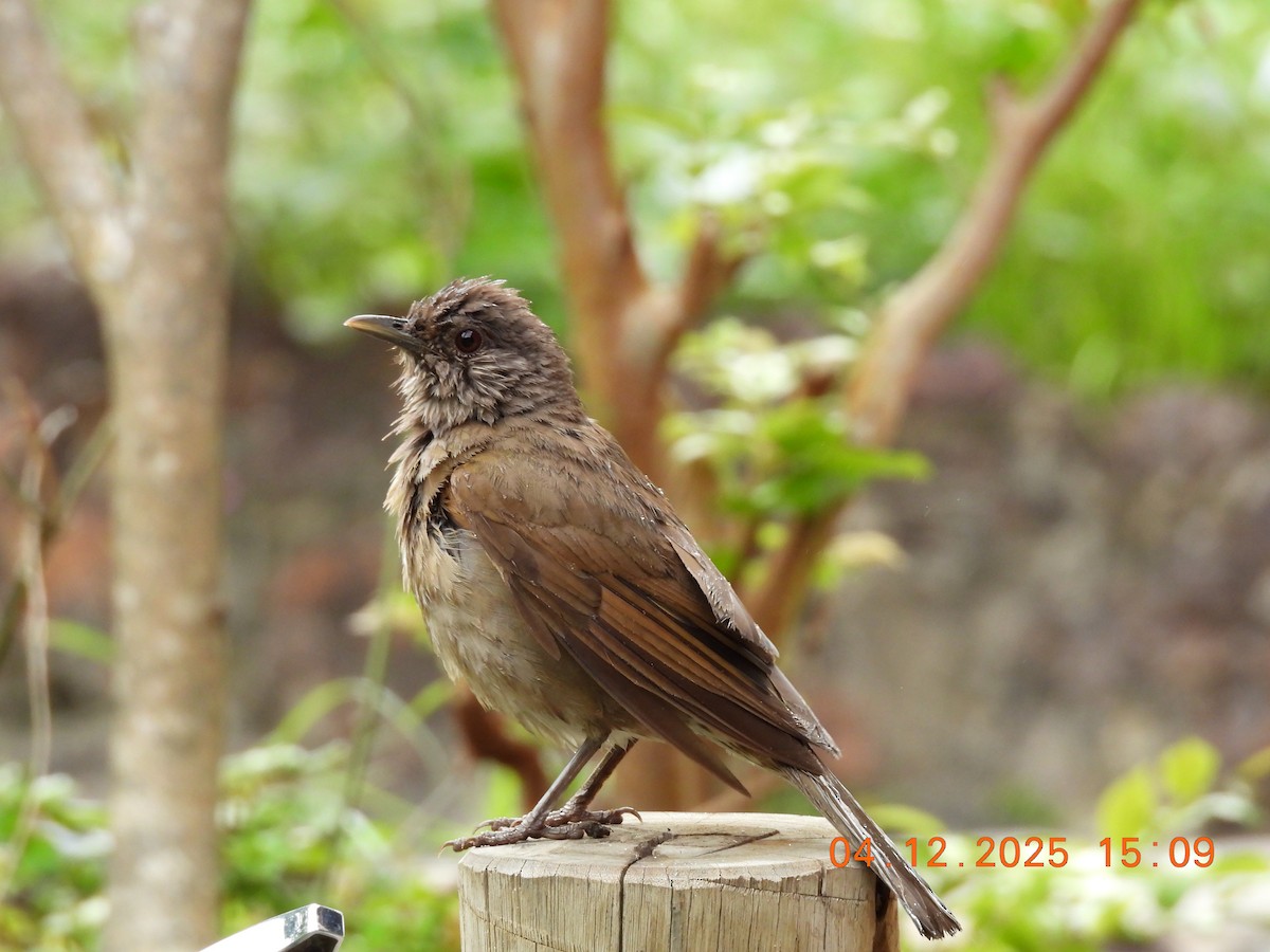 Pale-breasted Thrush - ML646369330