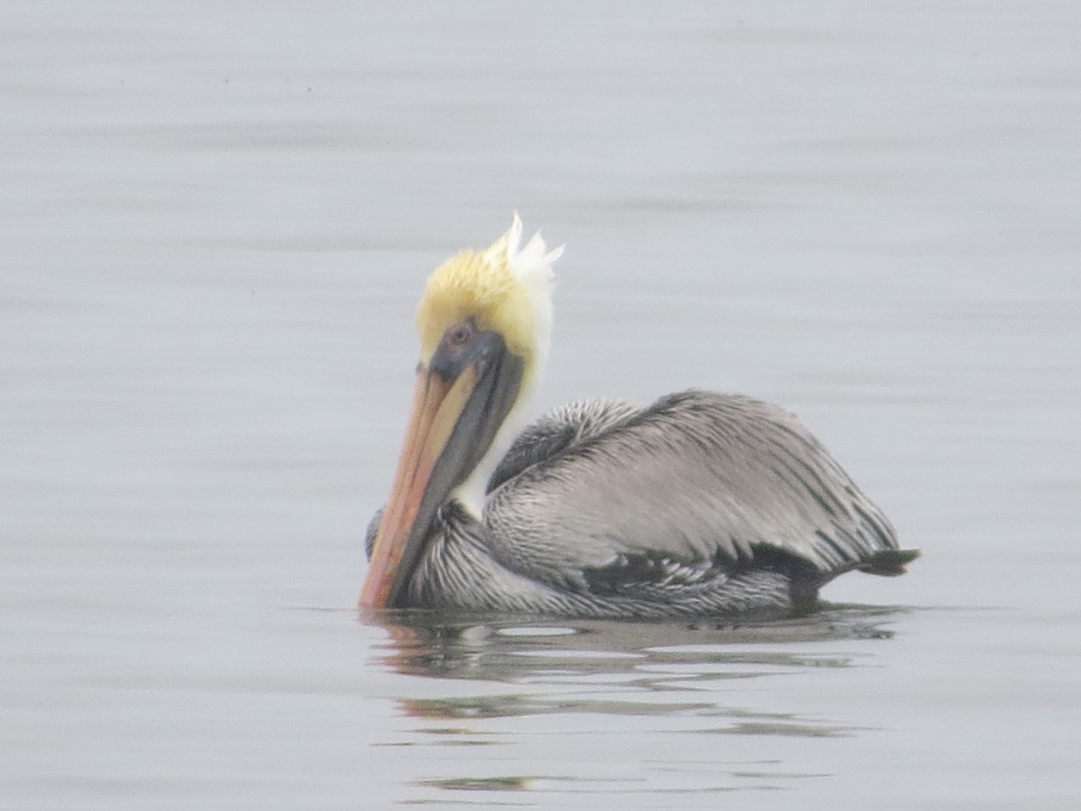 Brown Pelican - ML646369331