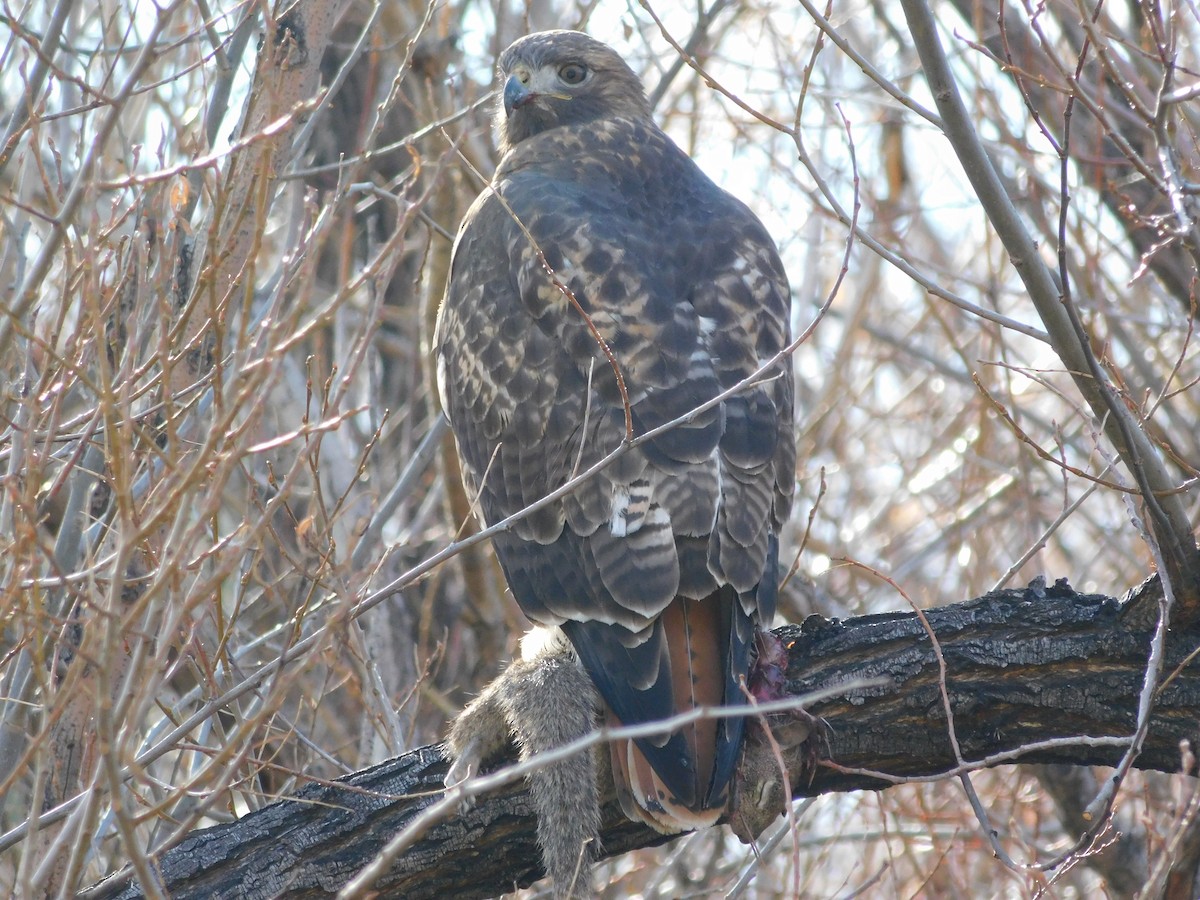 Poiana codarossa - ML646369332