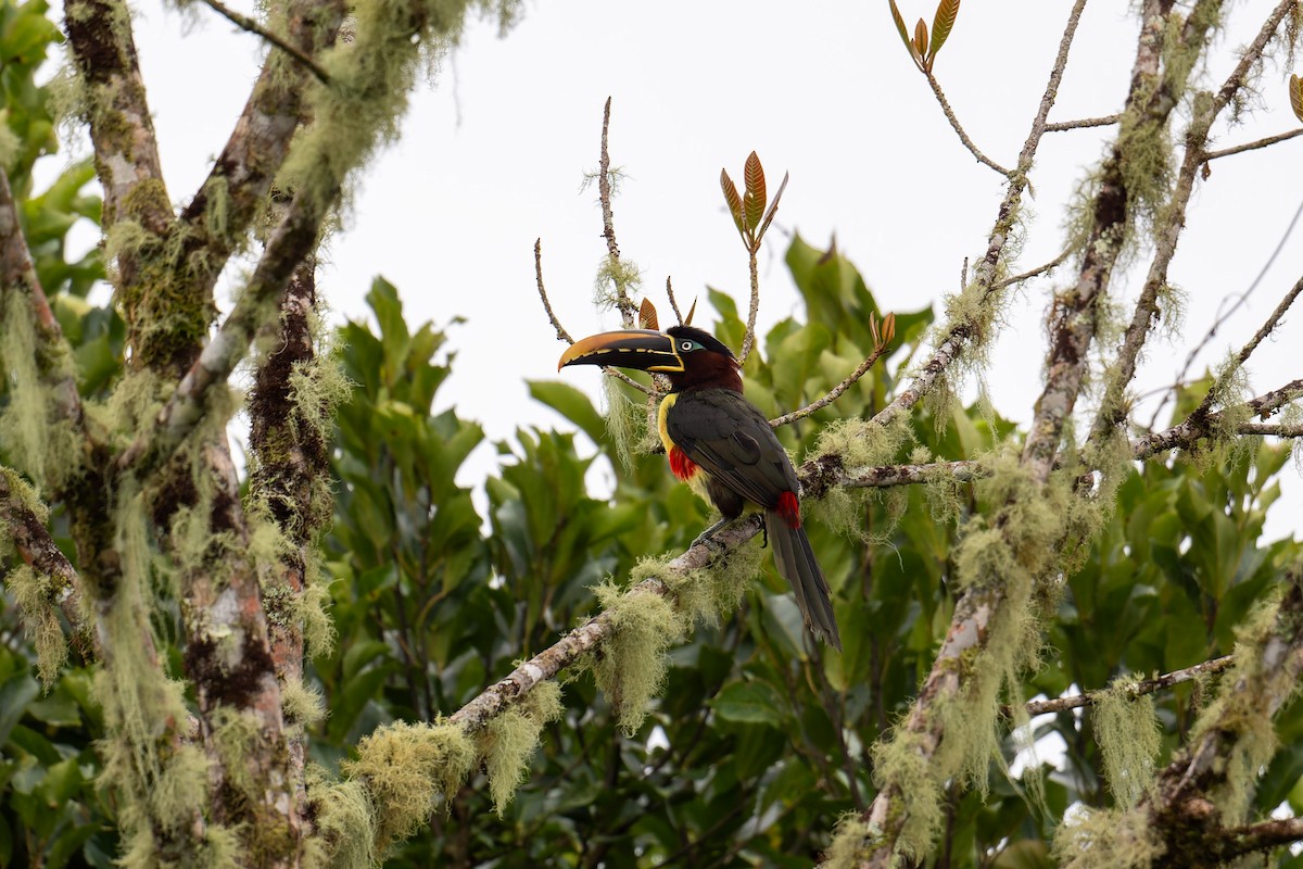 Chestnut-eared Aracari - ML646369333