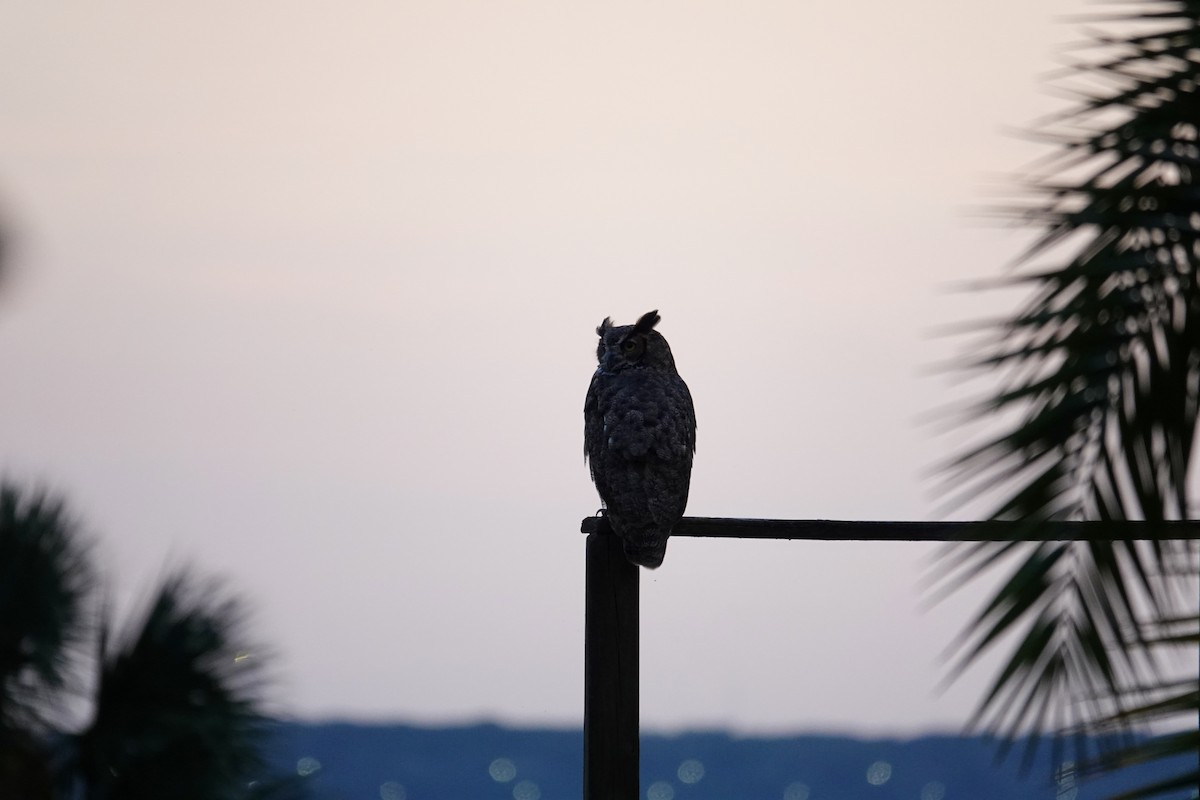 Great Horned Owl - ML646369337