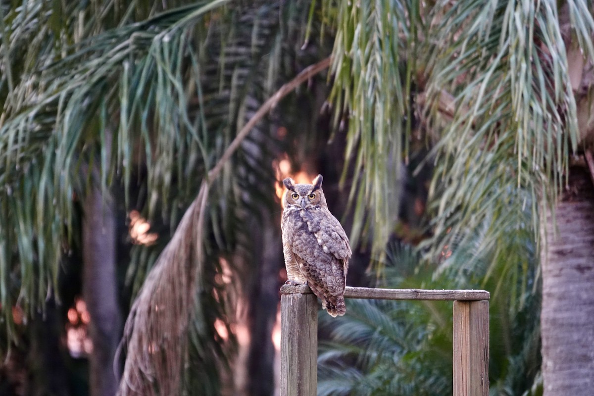 Great Horned Owl - ML646369338
