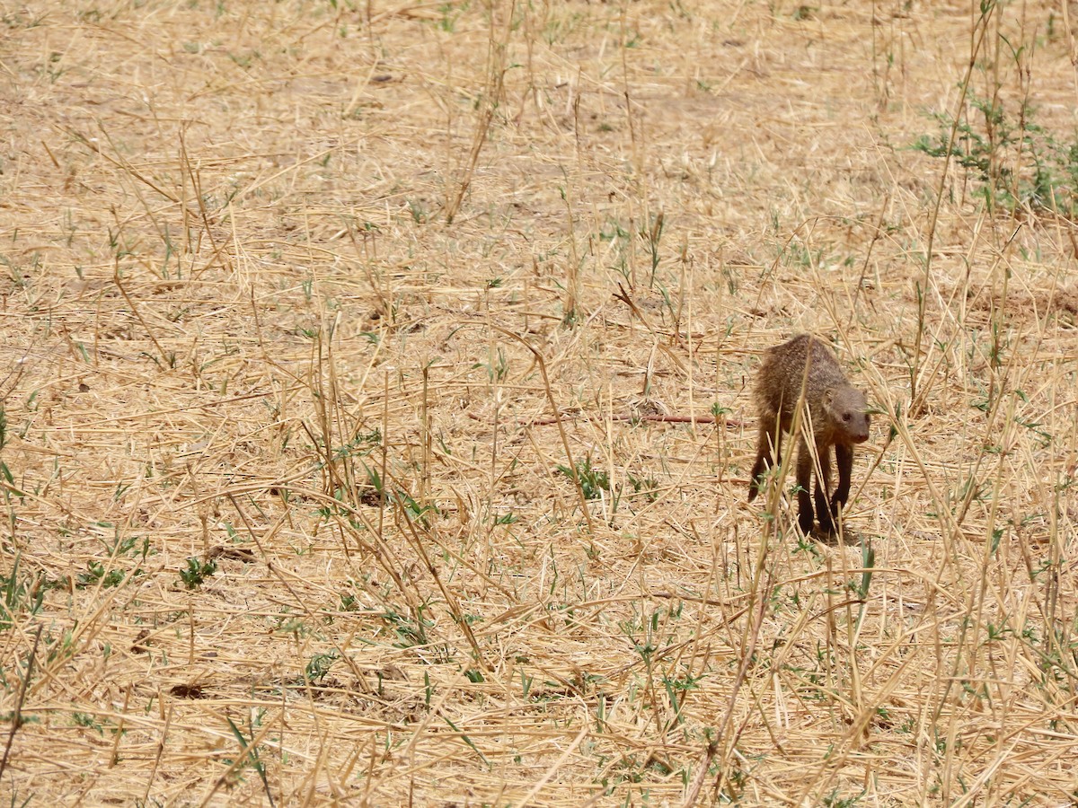 Animals - ML646369339