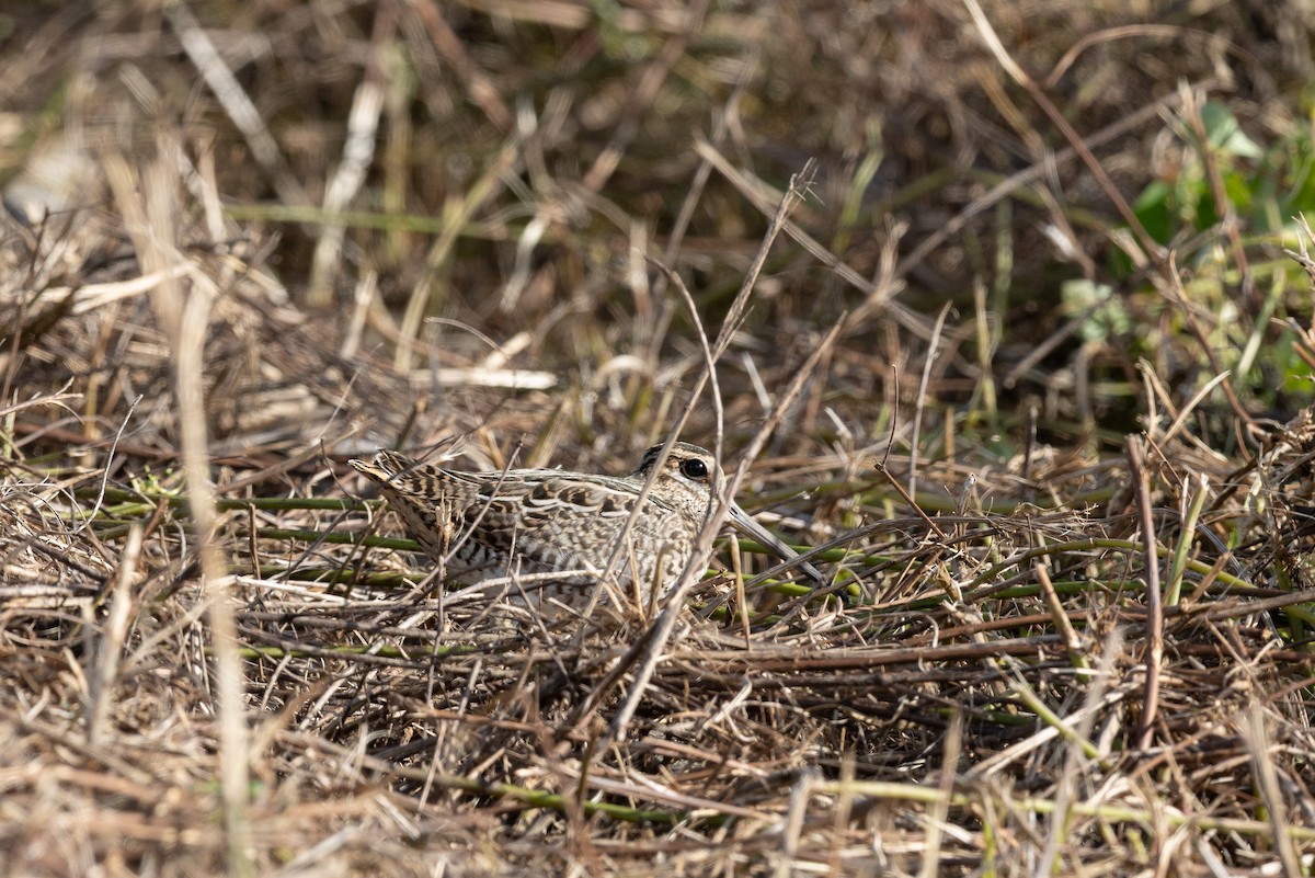 bajkalbekkasin/sibirbekkasin - ML646369340