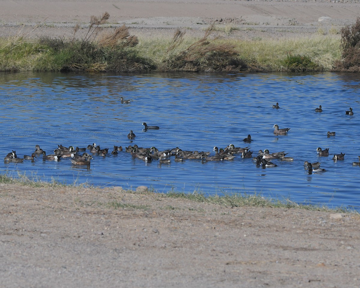 American Wigeon - ML646369341
