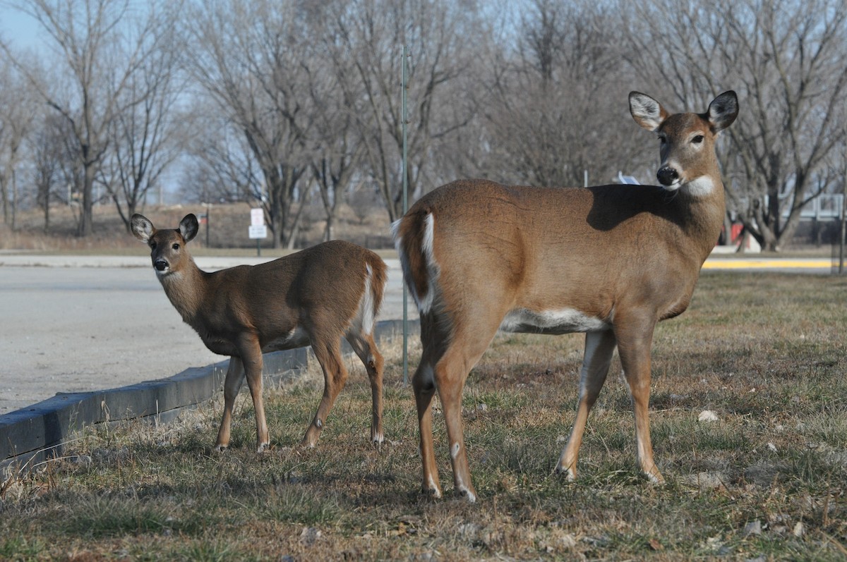 White-tailed Deer - ML646369348