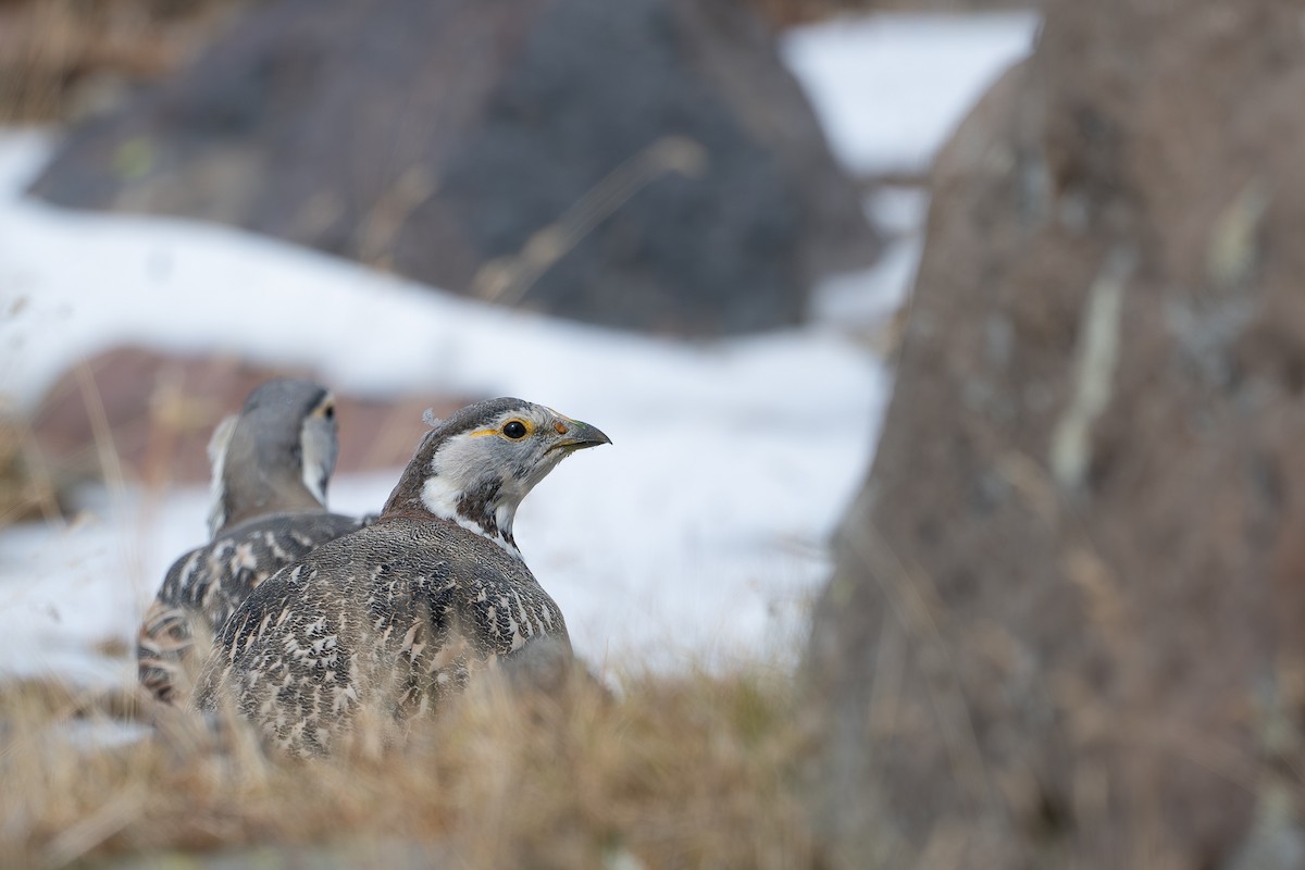 Caucasian Snowcock - ML646369350