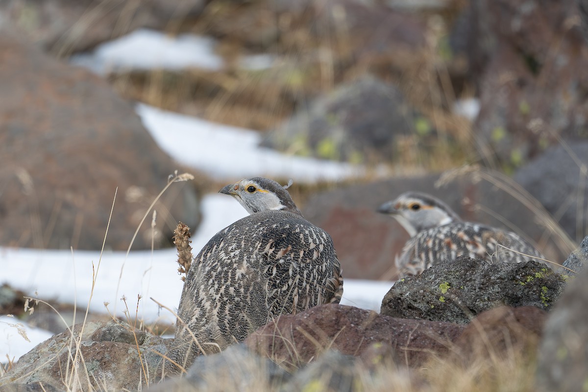 Caucasian Snowcock - ML646369351