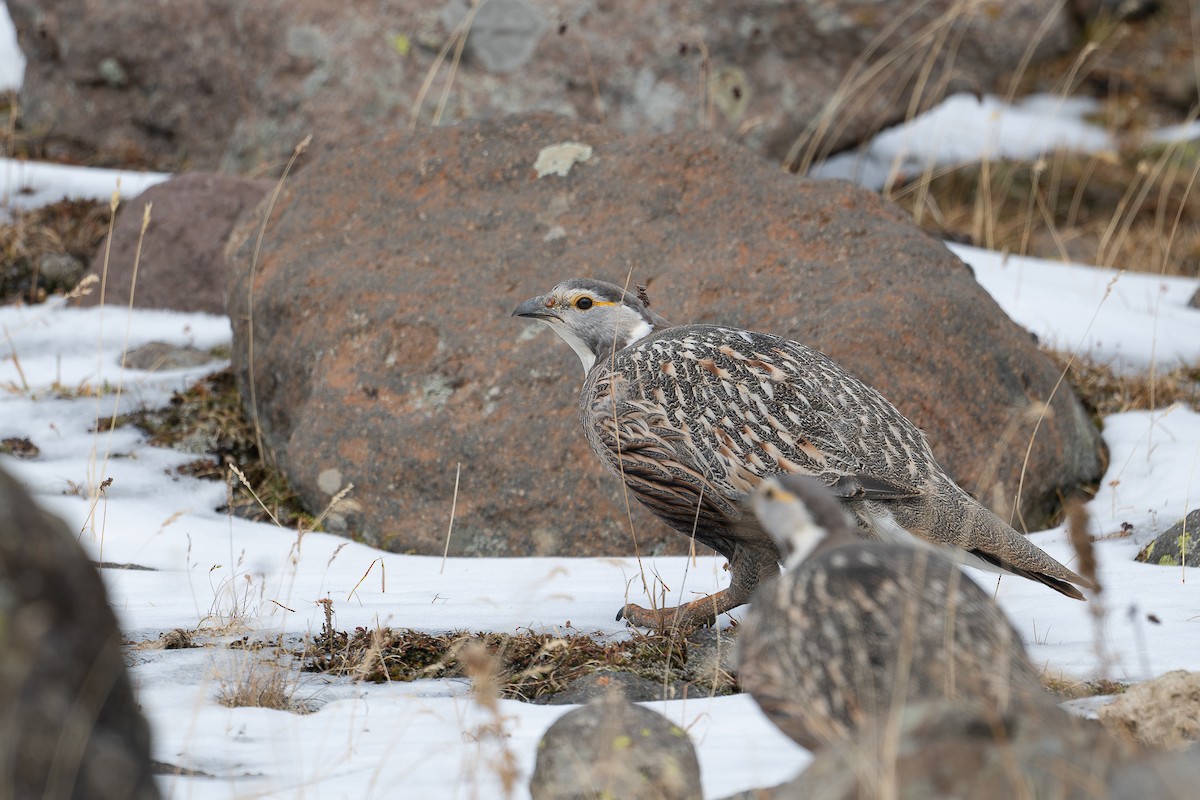 Caucasian Snowcock - ML646369353