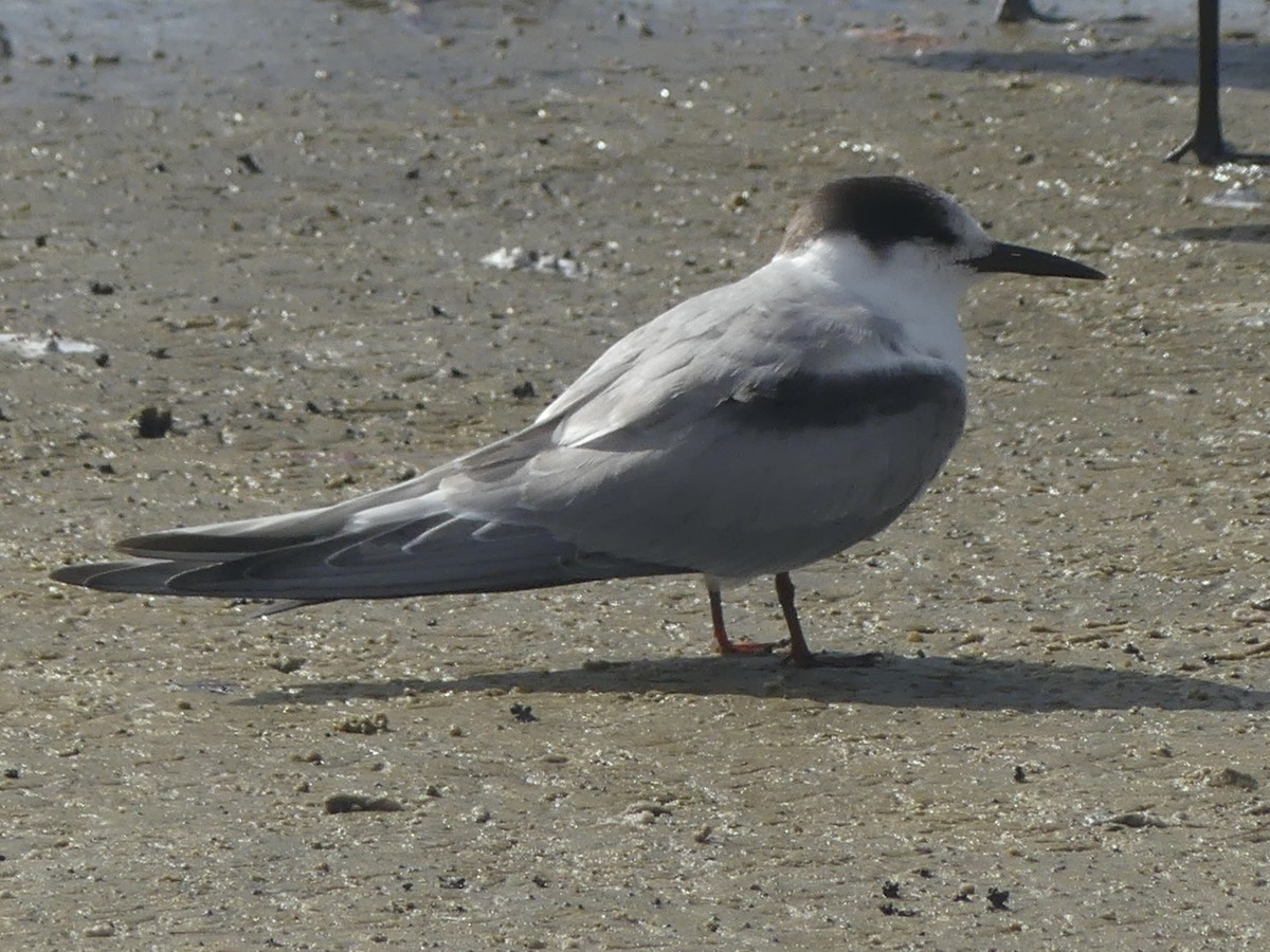 Flussseeschwalbe - ML646369354