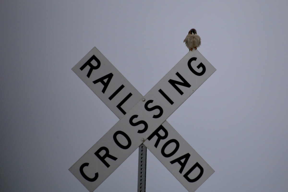 American Kestrel - ML646369357