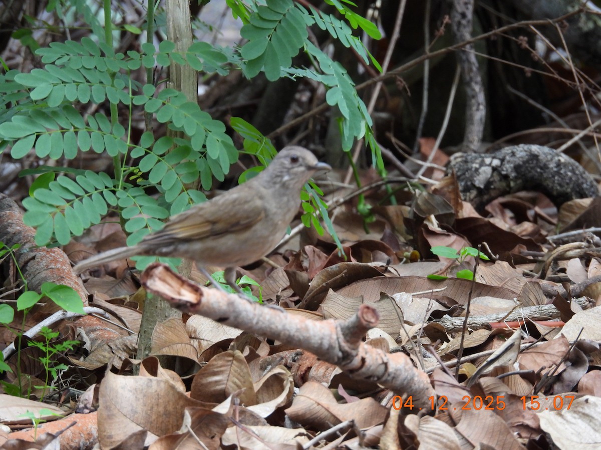 Pale-breasted Thrush - ML646369359