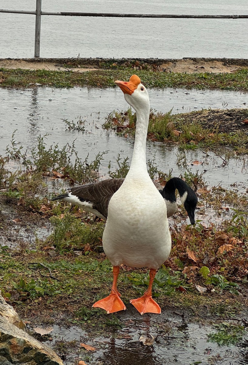 Domestic goose sp. (Domestic type) - ML646369360