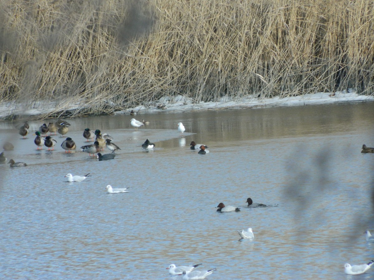 Common Pochard - ML646369361