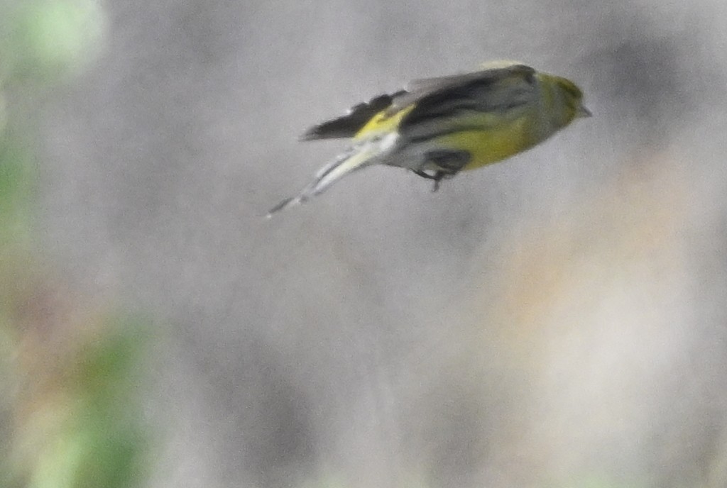 kanár divoký - ML646369363