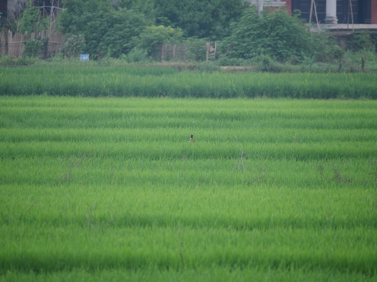 Ring-necked Pheasant - ML646369365