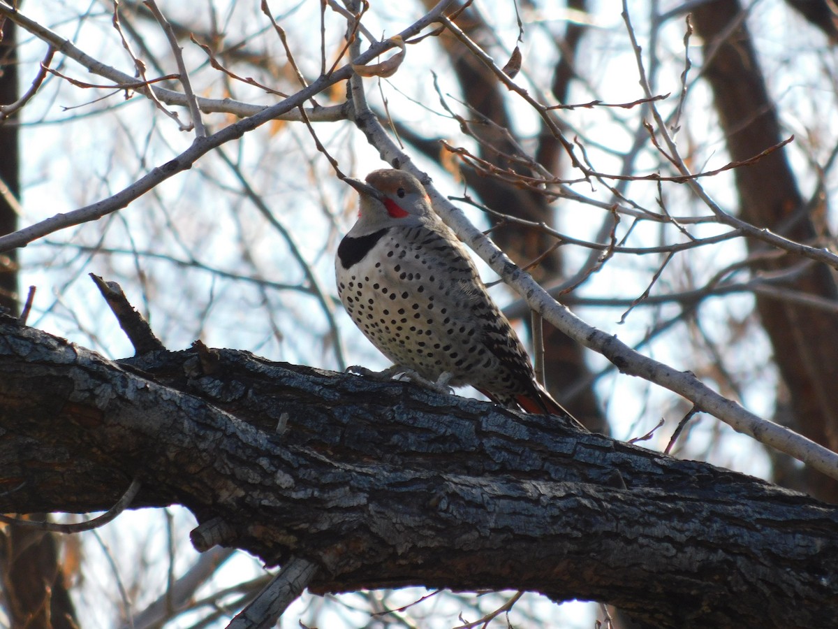 Northern Flicker - ML646369366
