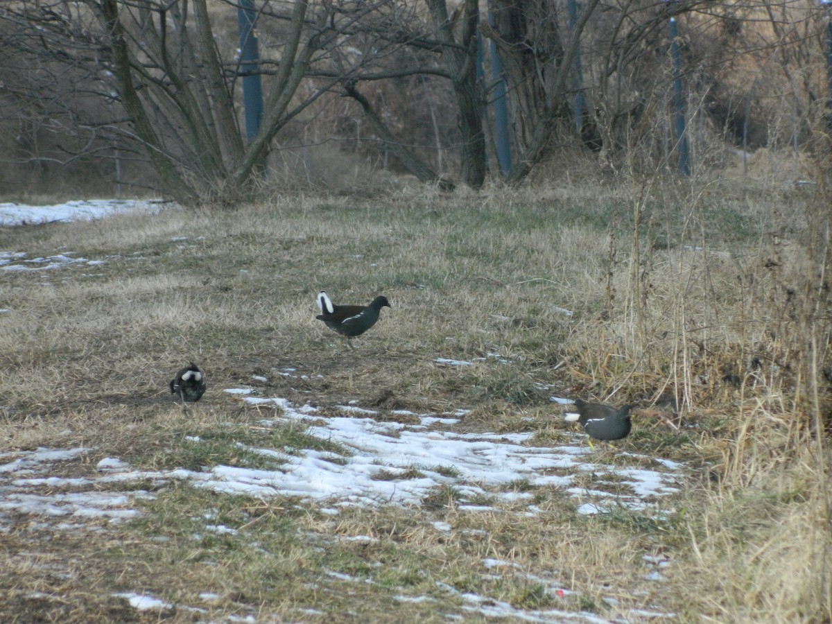 Eurasian Moorhen - ML646369367