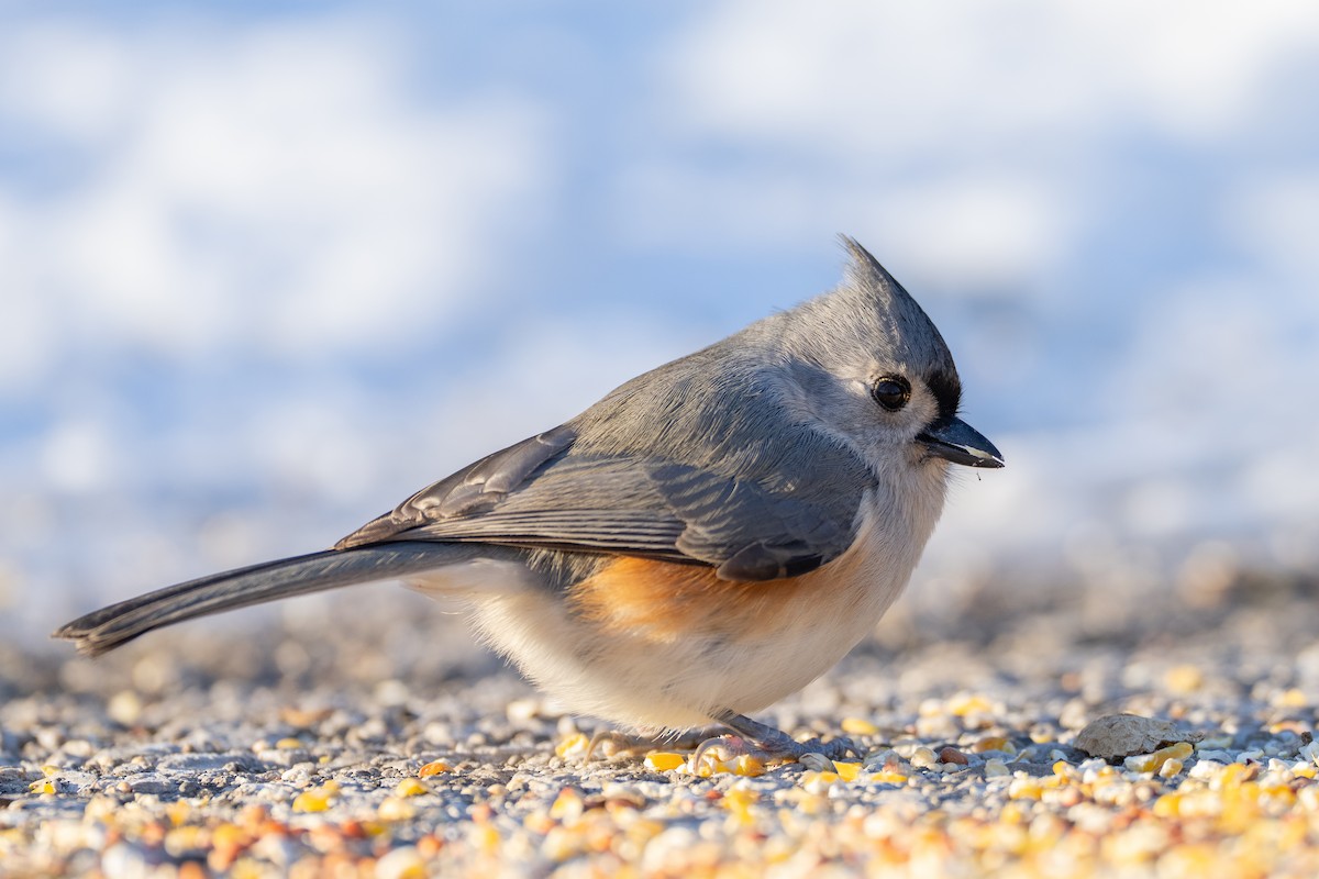Tufted Titmouse - ML646369368