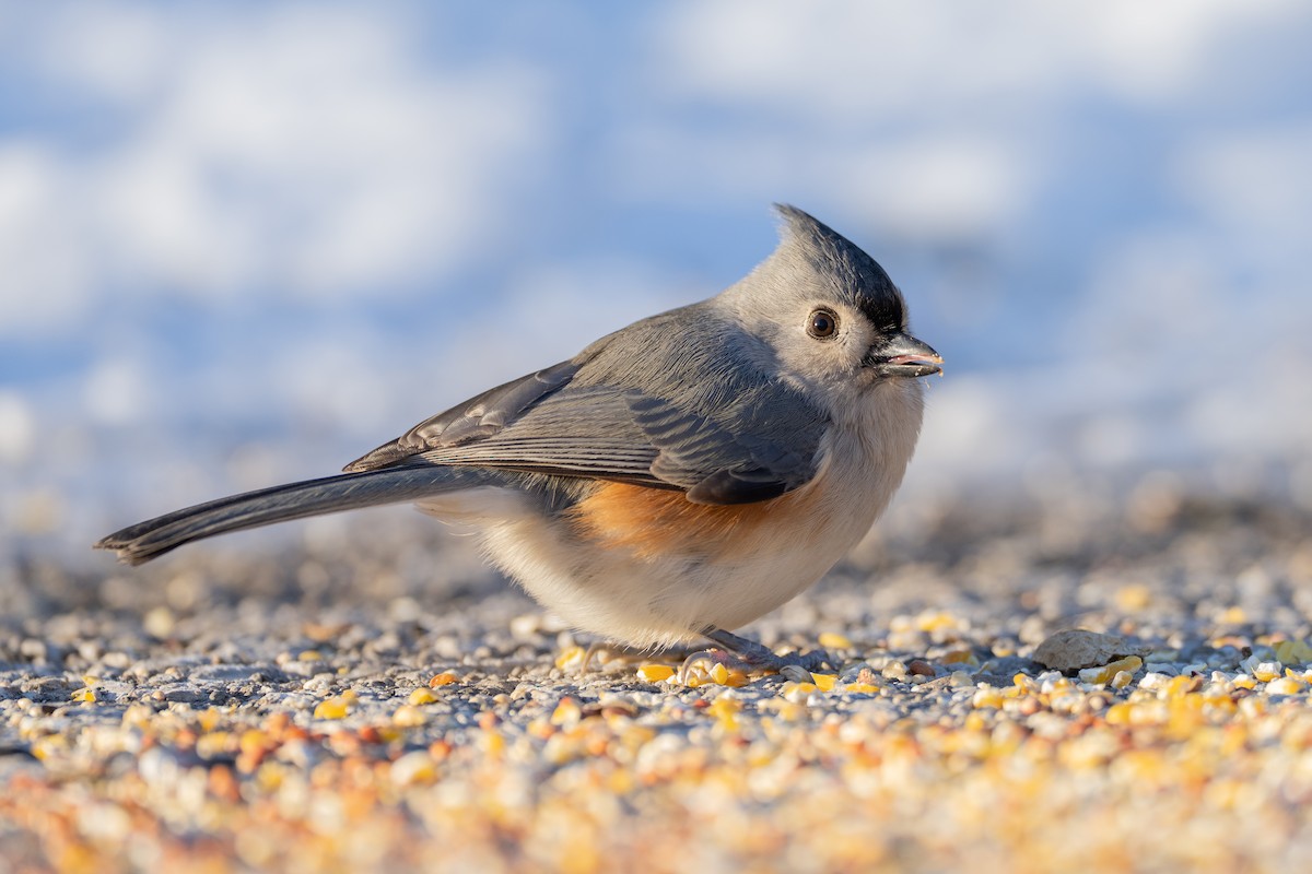 Tufted Titmouse - ML646369369