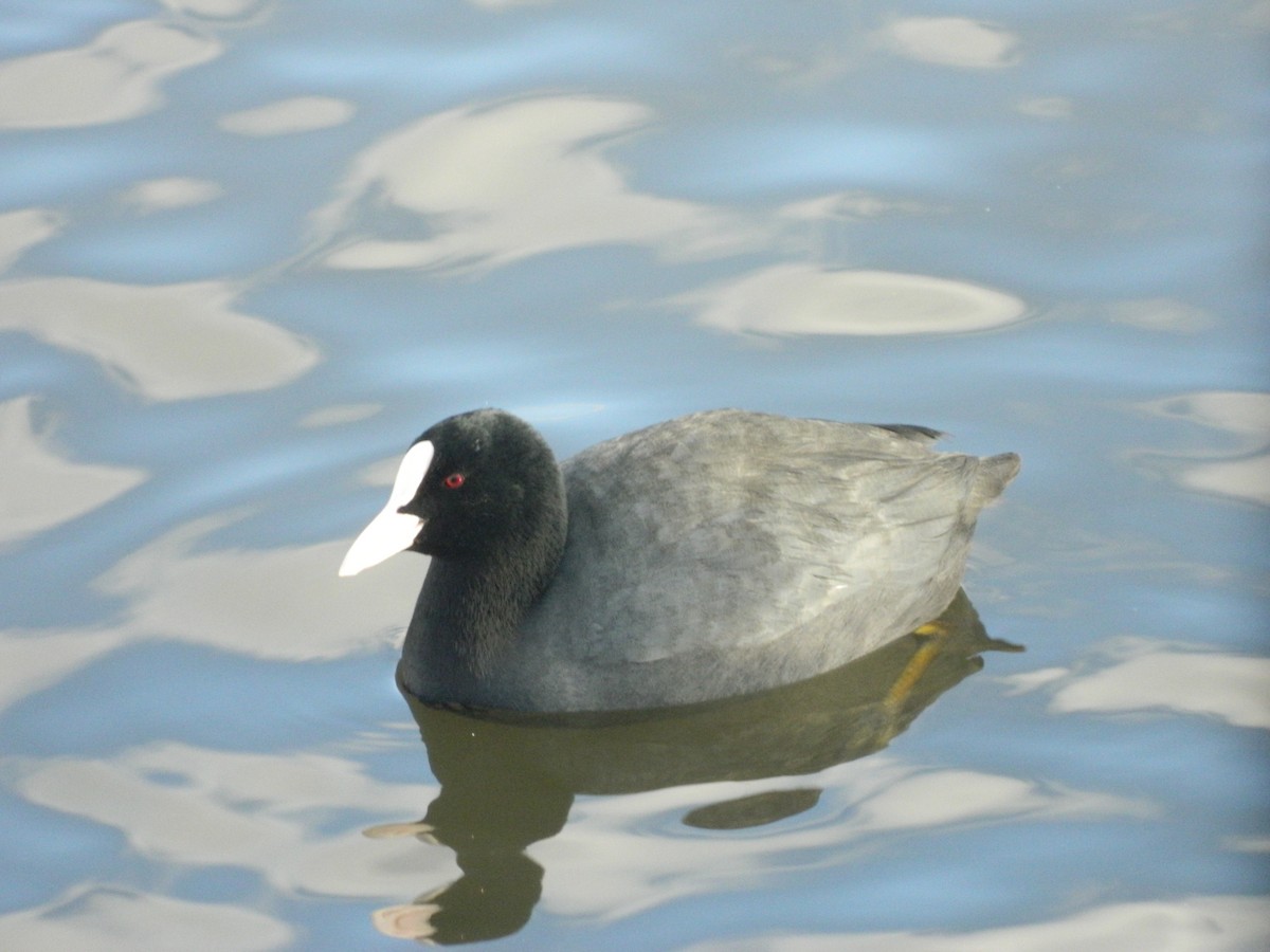 Eurasian Coot - ML646369373