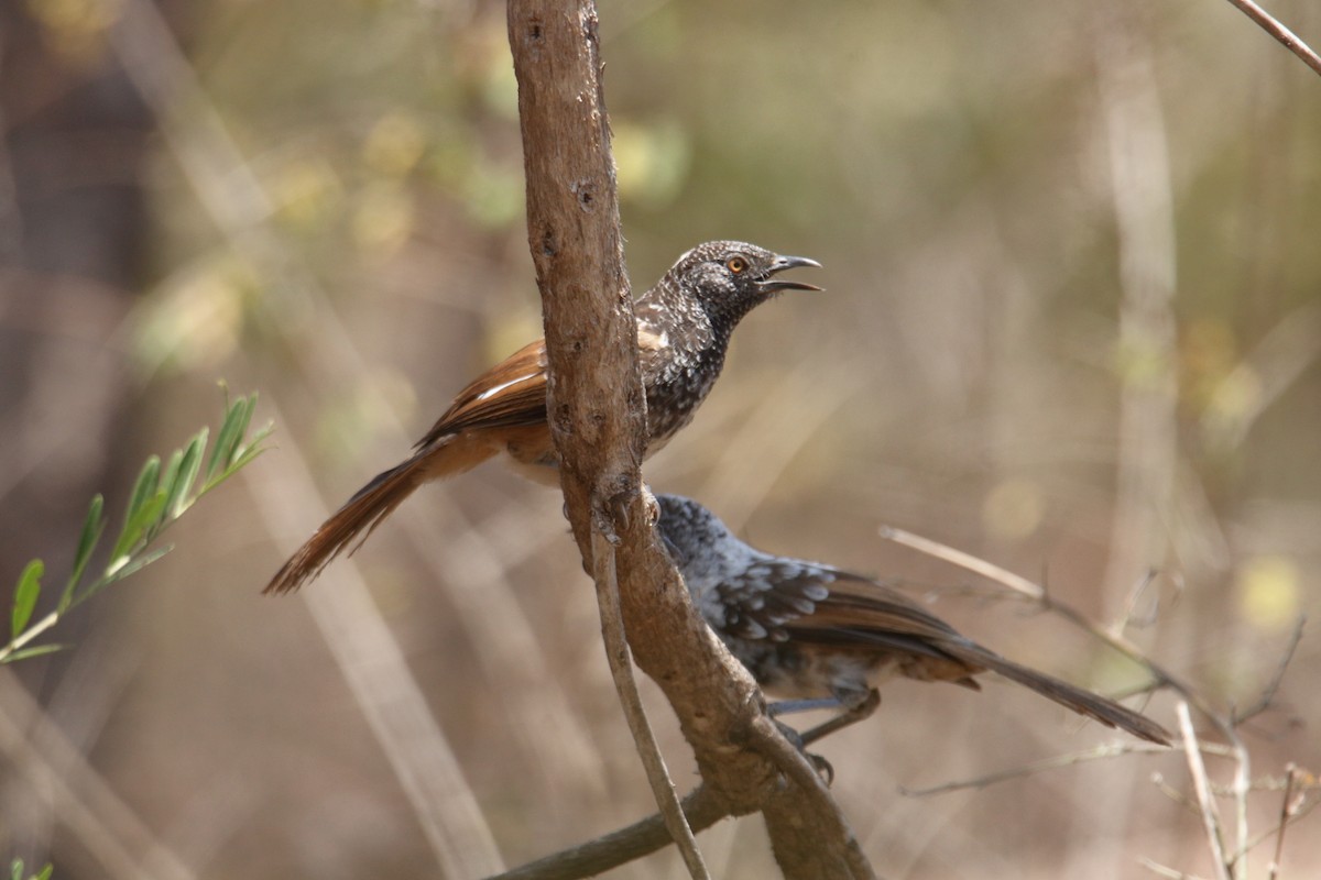 kikuyuskriketrost - ML646369374