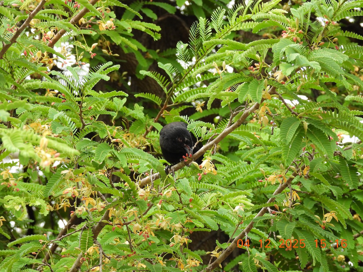 Chopi Blackbird - ML646369376