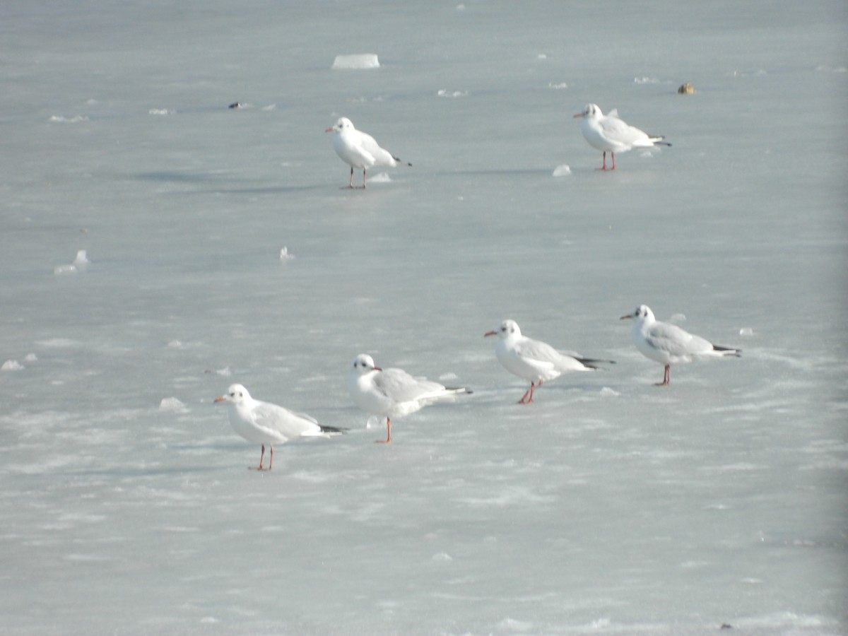 Black-headed Gull - ML646369377