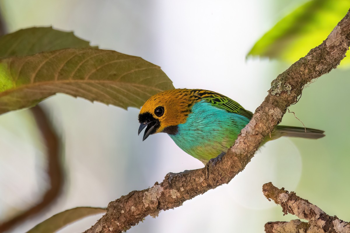 Gilt-edged Tanager - ML646369378