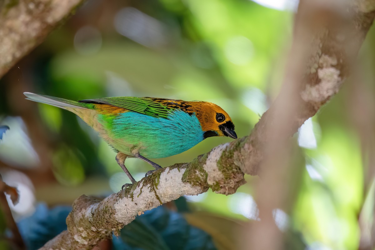 Gilt-edged Tanager - ML646369379