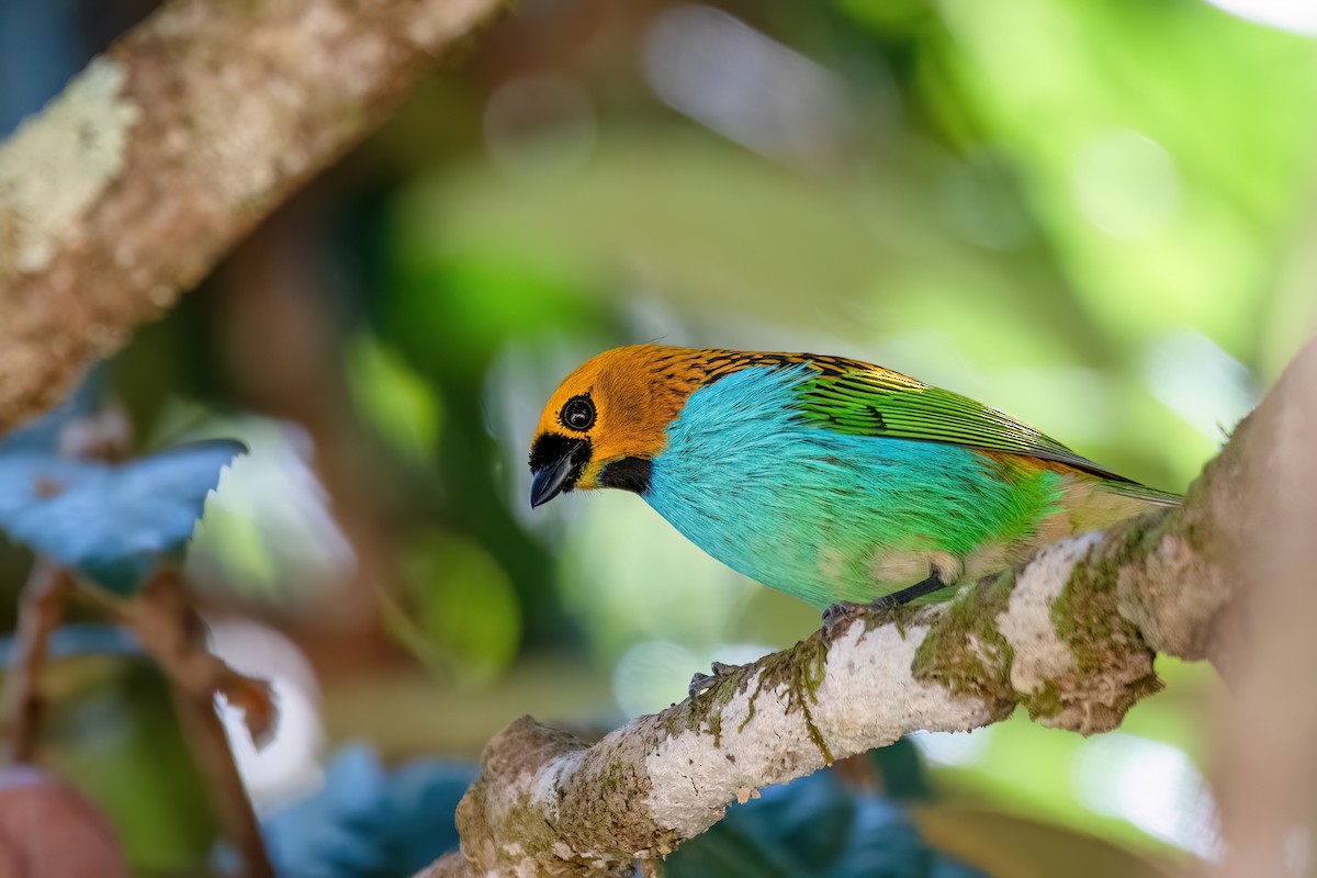 Gilt-edged Tanager - ML646369380