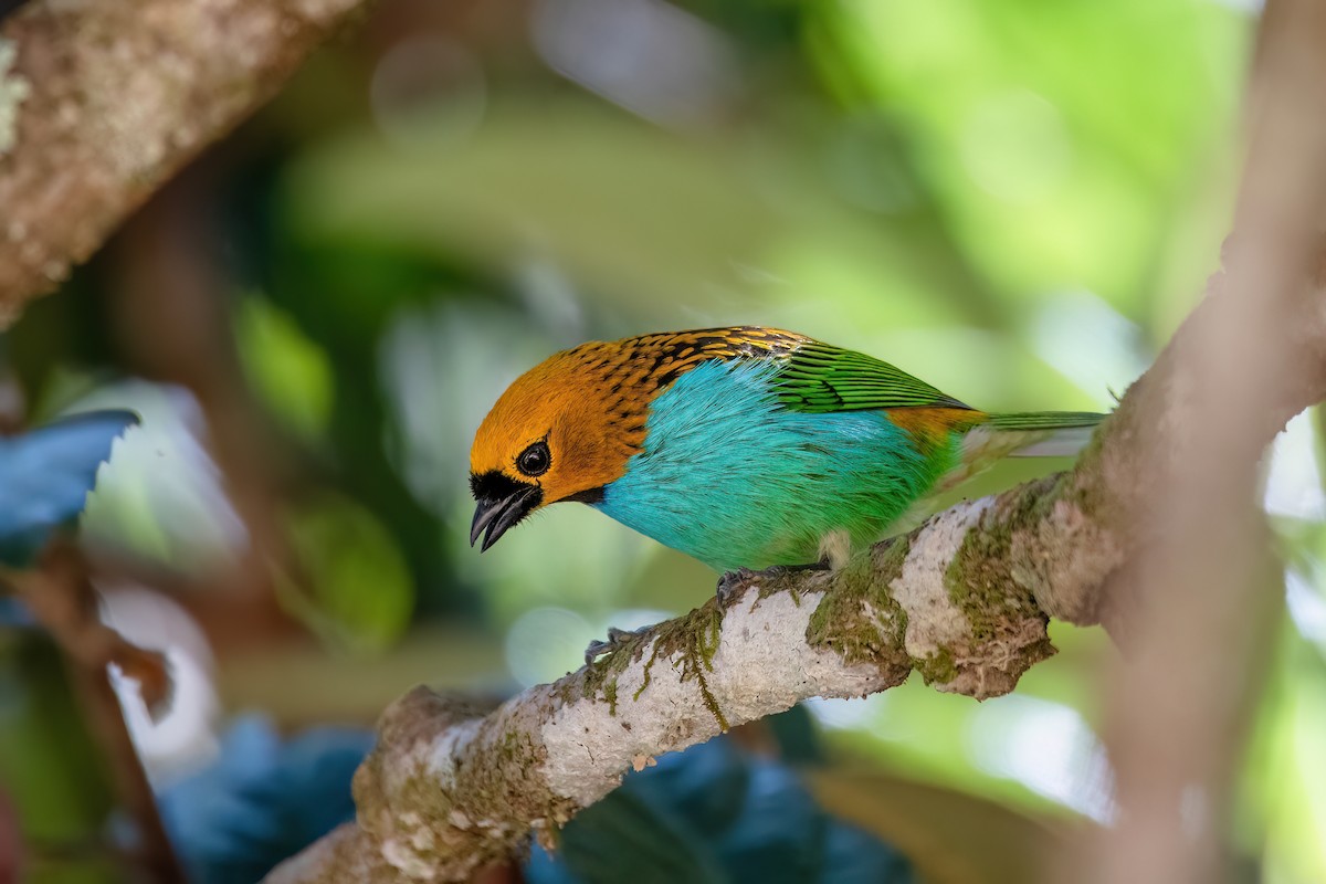 Gilt-edged Tanager - ML646369381