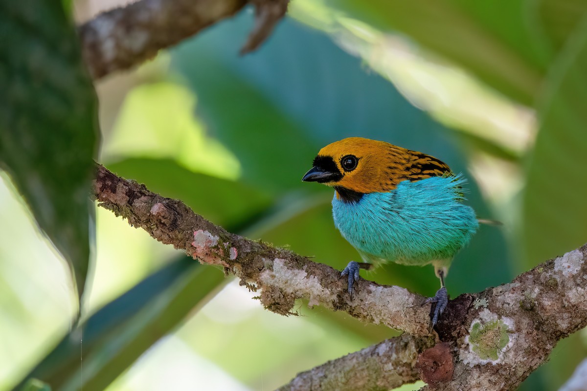 Gilt-edged Tanager - ML646369382