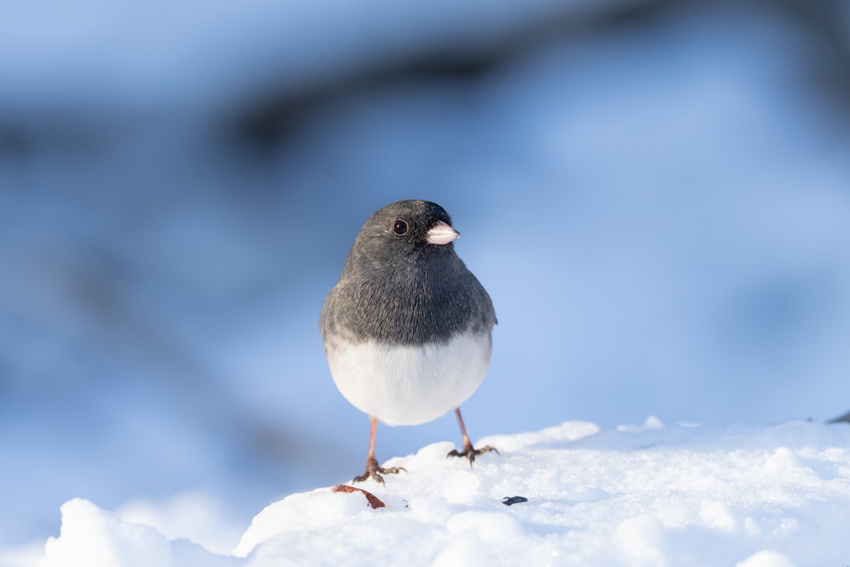 Dark-eyed Junco - ML646369383