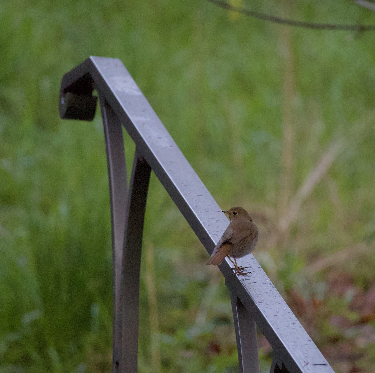 Tordo di Pallas - ML646369384