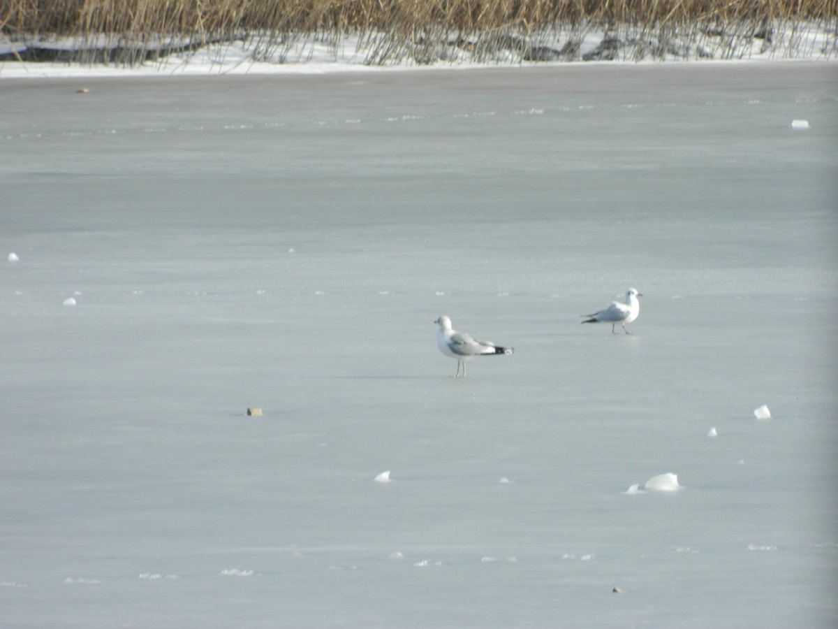 Common Gull - ML646369385
