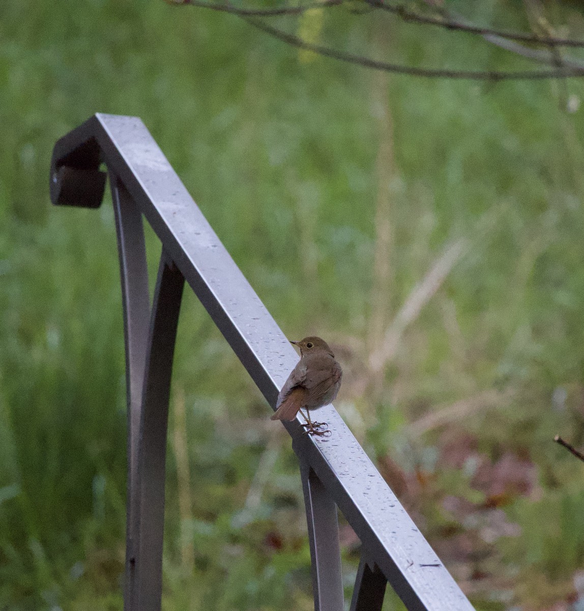 Tordo di Pallas - ML646369386