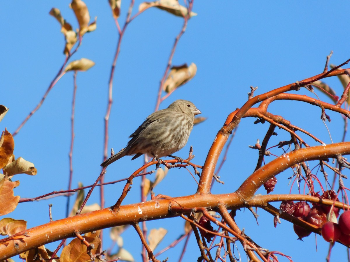 House Finch - ML646369387