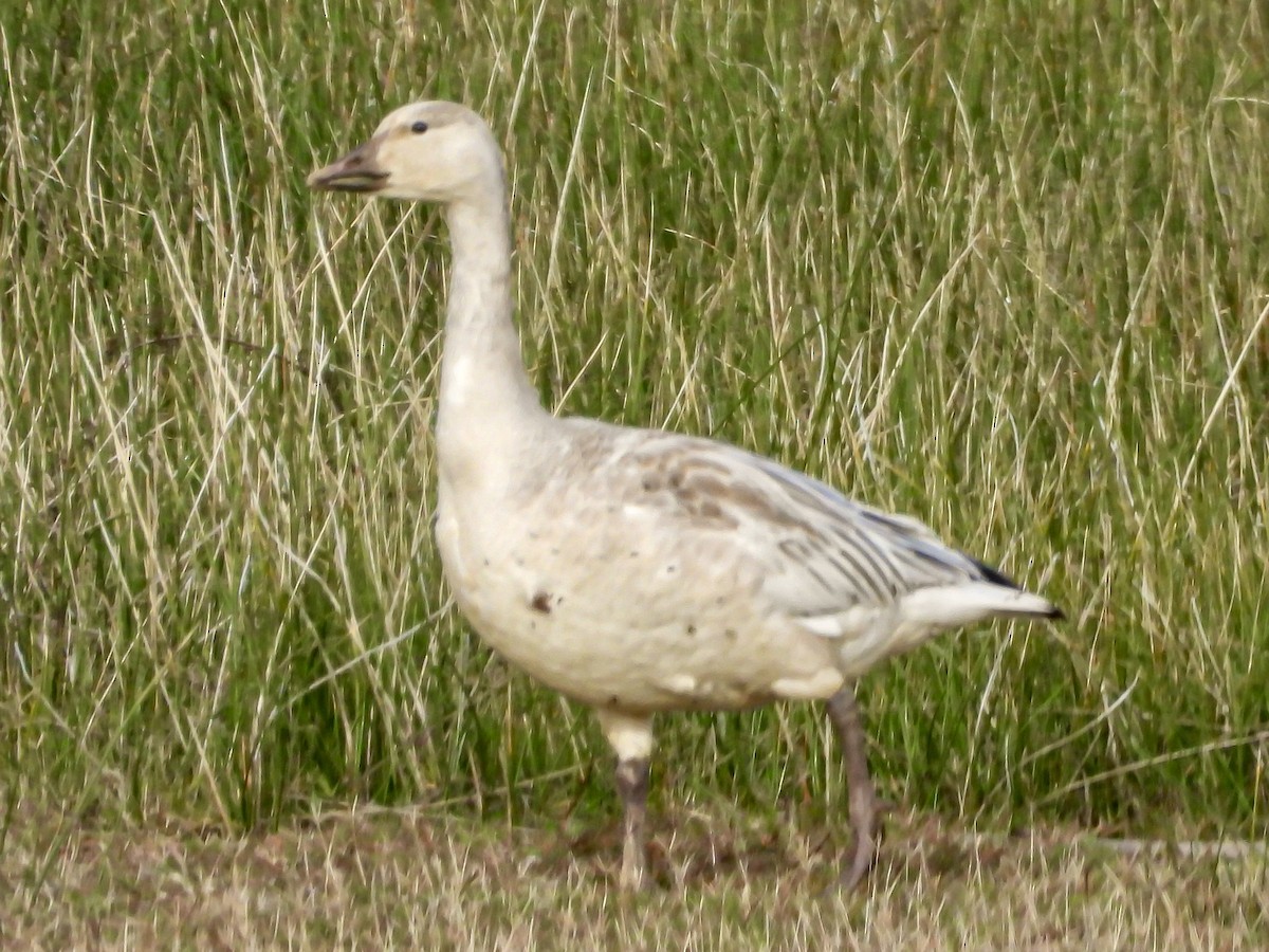 Snow Goose - ML646369388