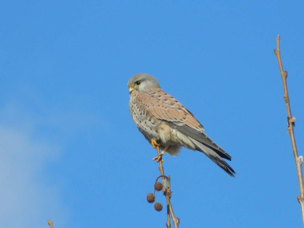 Eurasian Kestrel - ML646369389