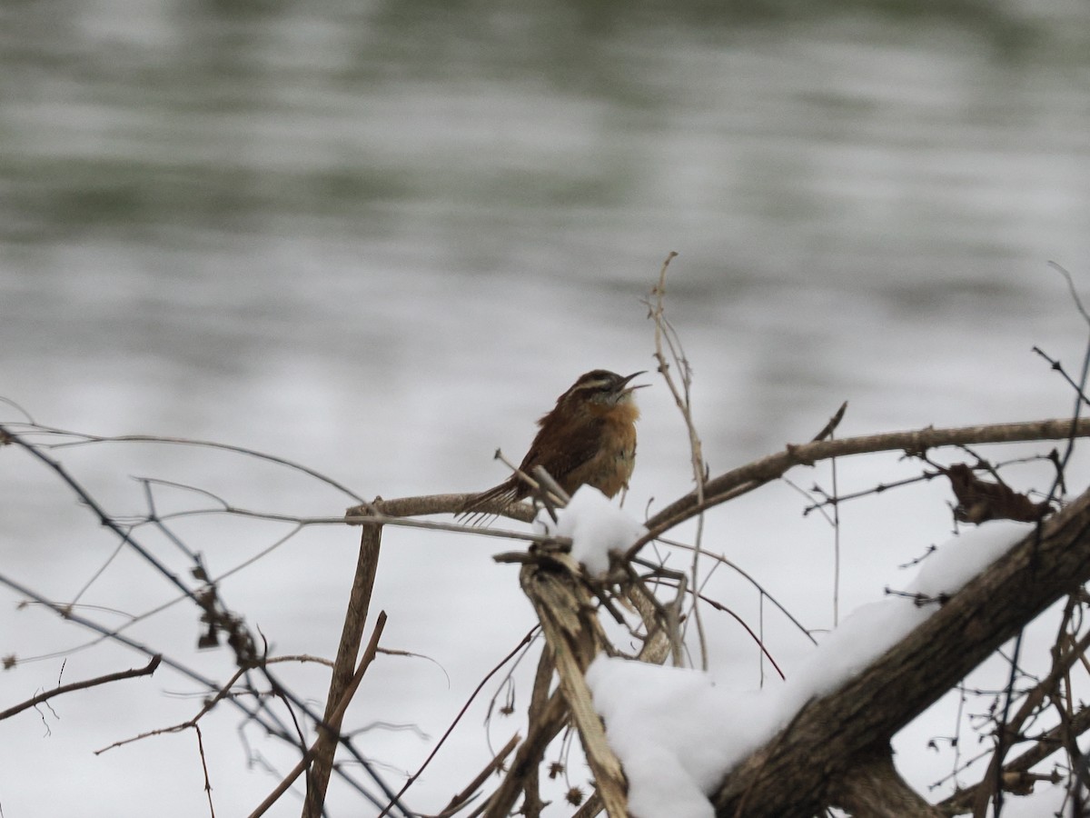 Carolina Wren - ML646369390