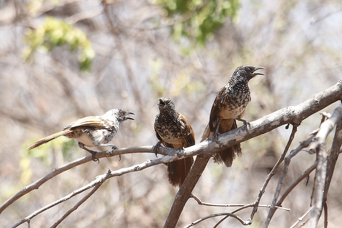 kikuyuskriketrost - ML646369393