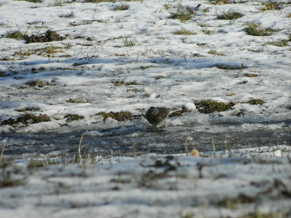 Fieldfare - ML646369394