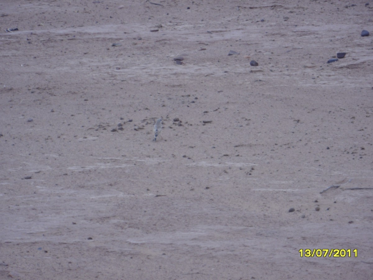 hýl trubač - ML646369395