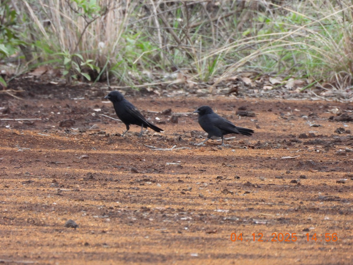 Chopi Blackbird - ML646369396